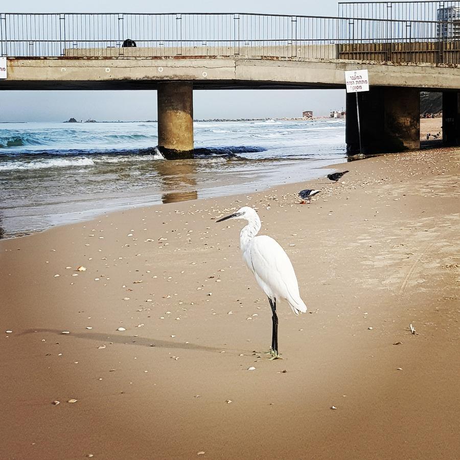 תל אביב בית מתוק על החוף מראה חיצוני תמונה